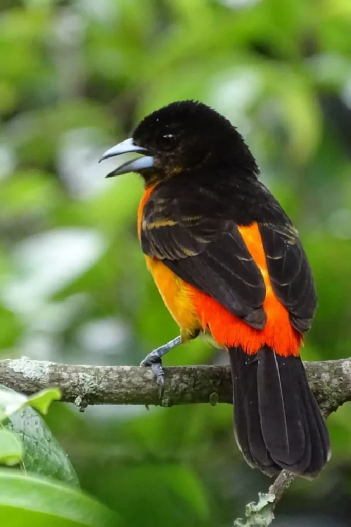 24 reservas de ilama Proyecto Sostenible con Compromiso Ambiental