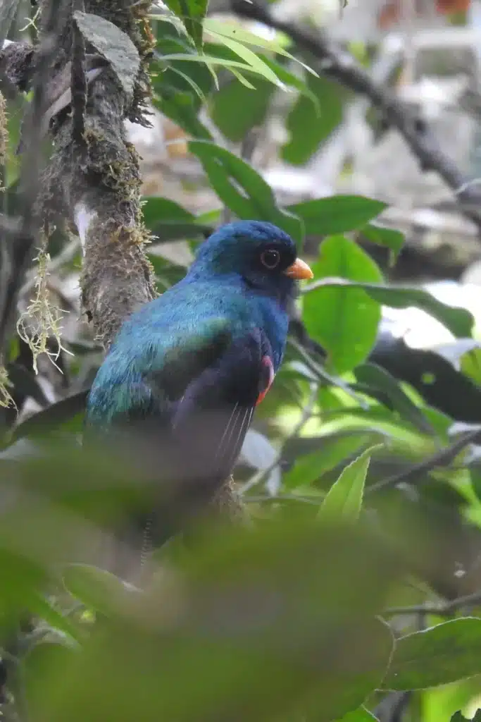 25 reservas de ilama