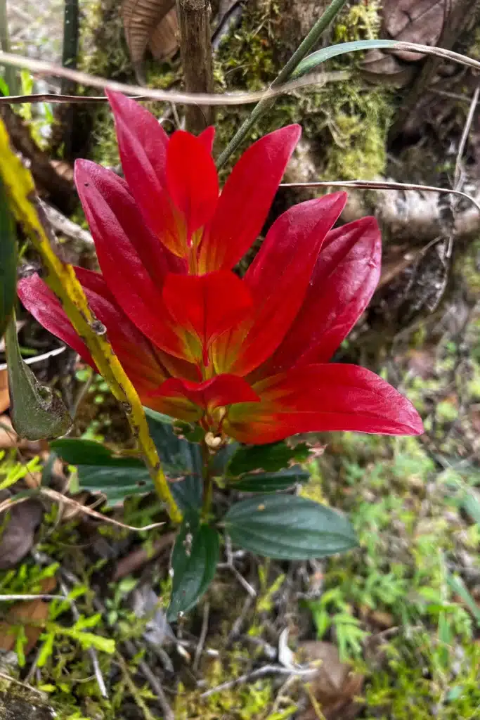 10-2 reservas de ilama