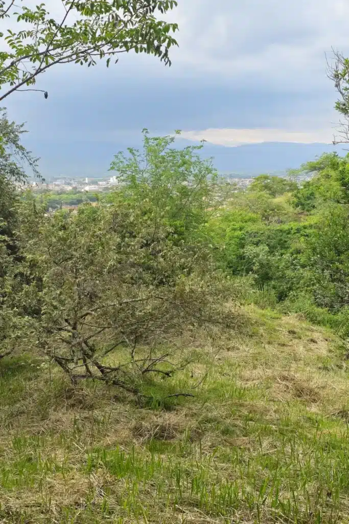 1 Parcelación Colina Campestre Buga - Sucol