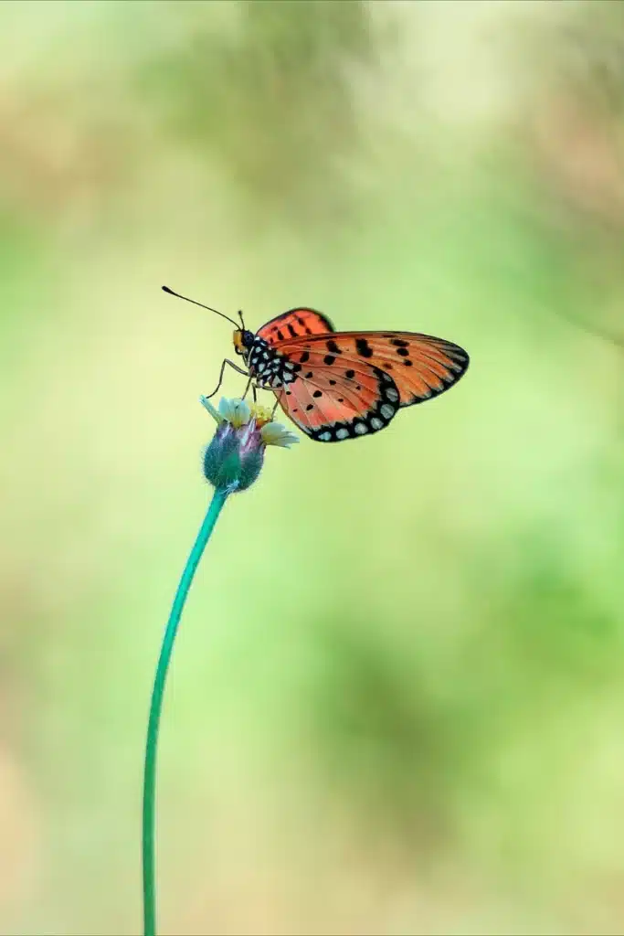 9 vientos de ginebra